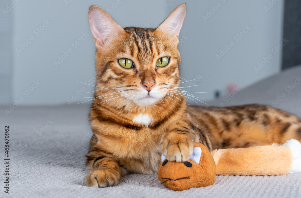 A cute cat is holding its prey in its paws - a toy mouse. A cute cat is holding its prey in its paws - a toy mouse.