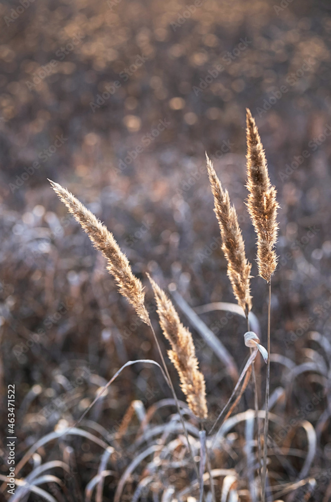 Fototapeta premium Pampas grass landscape, fall evening. Dry reeds boho style. Natural pattern, selective focus.