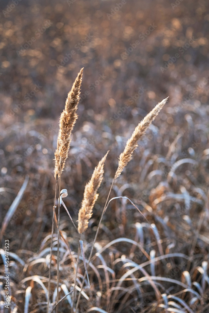 Fototapeta premium Pampas grass landscape, fall evening. Dry reeds boho style. Natural pattern, selective focus.