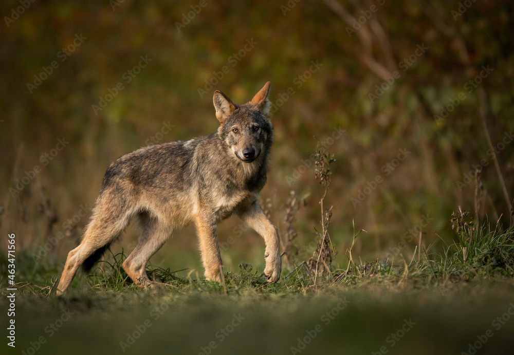 Grey wolf ( Canis lupus ) close up Grey wolf ( Canis lupus ) close up