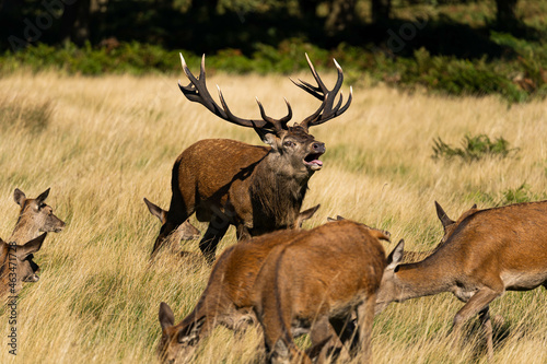 Photo of a red deer protecting hinds from other males that are trying to mate with them during rutting season. © Enrique