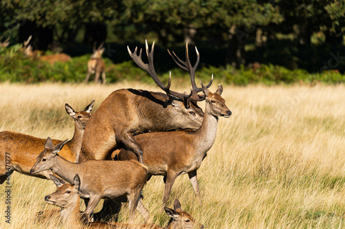 Tablou pe pânză Photo of an adult red deer mating with a doe during the rutting season in autumn