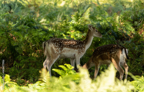 Close-up photo of a fallow deer eating between the bushes at Richmond Park, London, United Kingdom. © Enrique