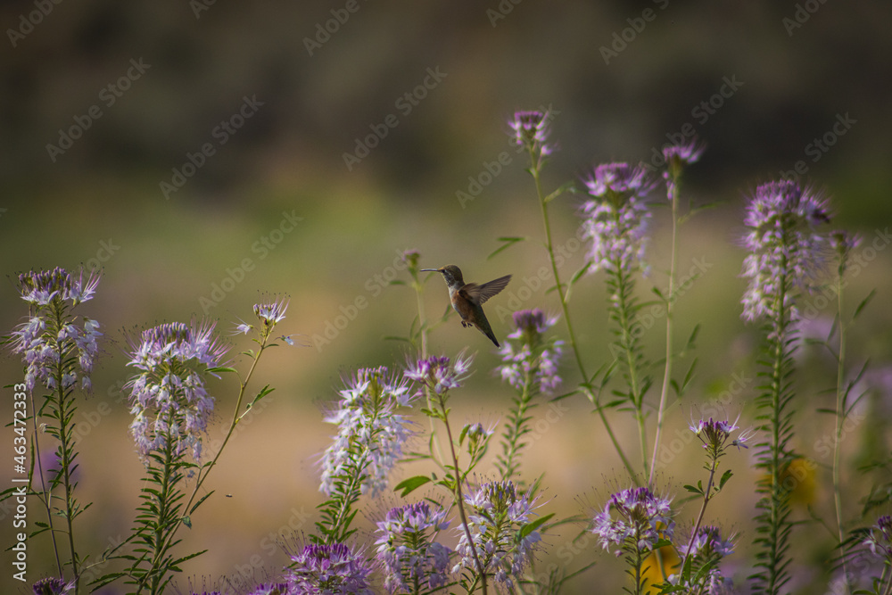 Flying hummingbird in an incredibly beautiful flowering field, the best background Flying hummingbird in an incredibly beautiful flowering field, the best background