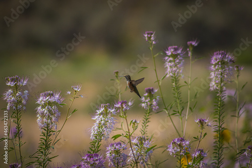 Flying hummingbird in an incredibly beautiful flowering field, the best background