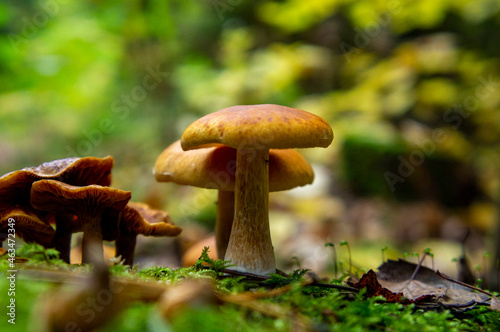 Beautiful autumn forest mushroom in the forest. Wild food and macro photoography