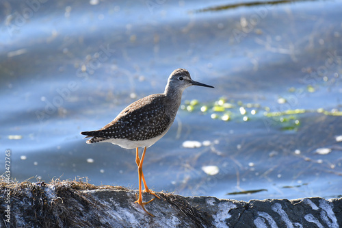 Greater Yellowlegs standing up on a rock on the shore of a marsh