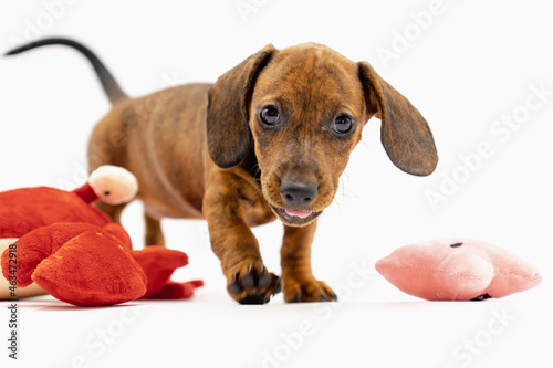 portrait of puppy teckel looking at camera