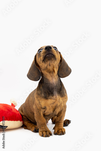 Vertical portrait of puppy teckel looking at top