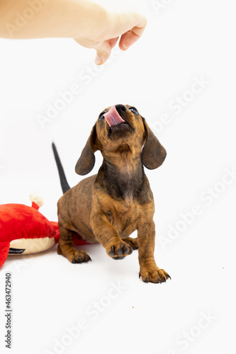 Vertical portrait of puppy teckel trying to eat things from hand