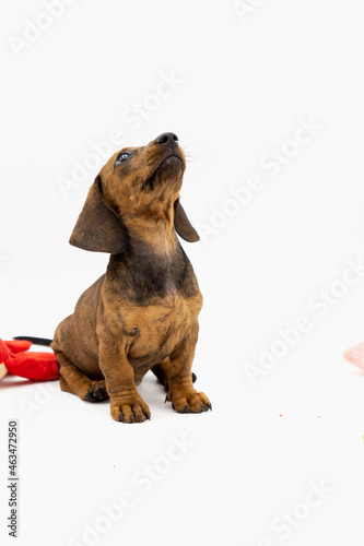 Vertical portrait of puppy teckel looking at top