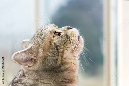 Grey Shorthair Scottish Tabby Cat Looking Up, profile view
