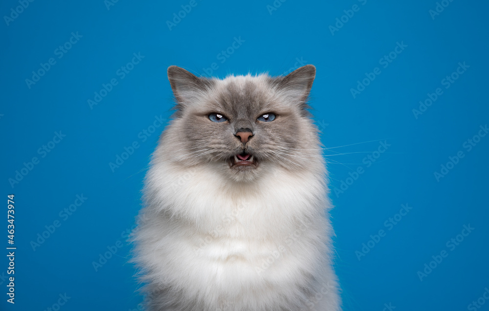 fluffy blue eyed birman cat funny face portrait looking at camera meowing on blue background