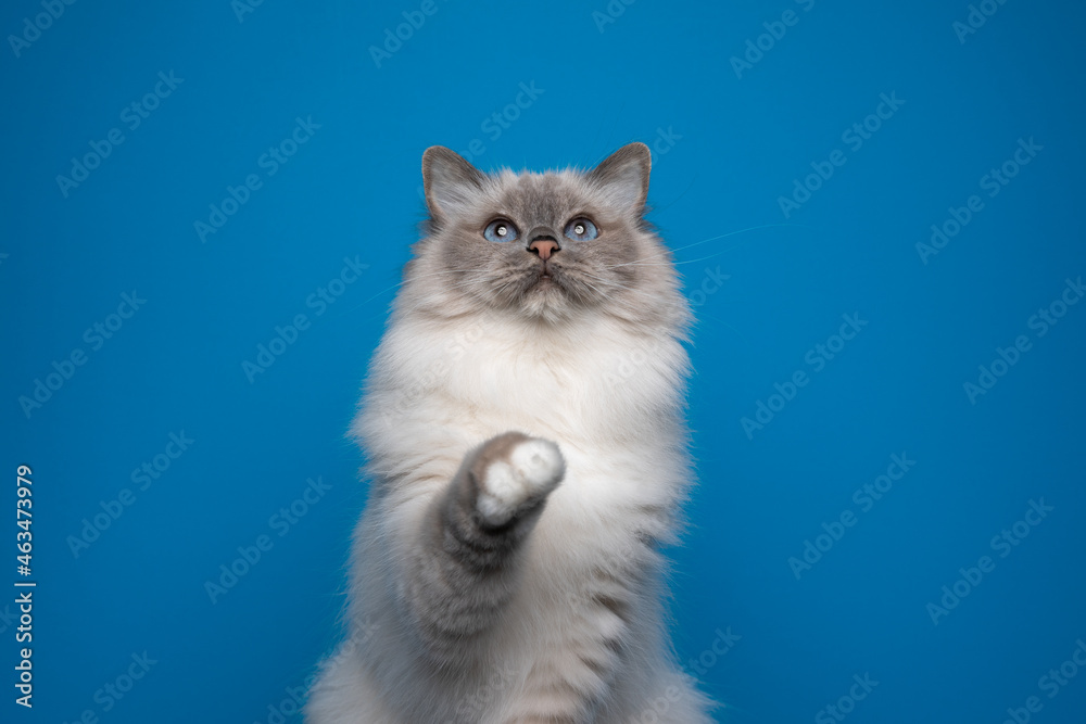 curious playful blue point birman cat raising paw looking up on blue background with copy space