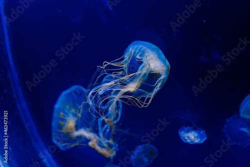 Jellyfish on a blue background from Aquarium in Prague. © Ivan Zelenin