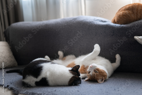 two domestic cats sleep together on a gray sofa  © magui RF