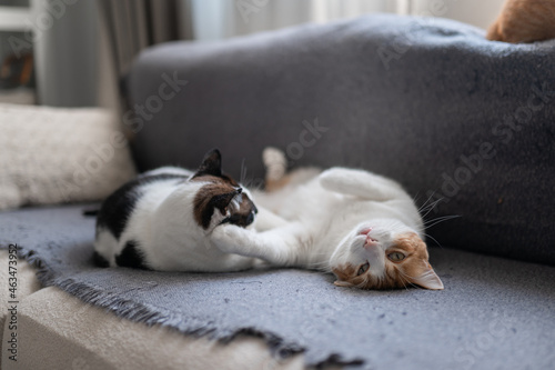 two domestic cats sleep together on a gray sofa 