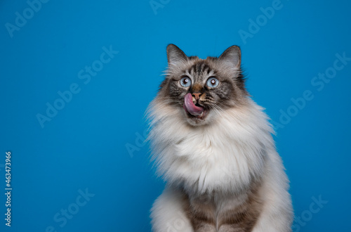 curious and hungry birman cat licking lips on blue background with copy space