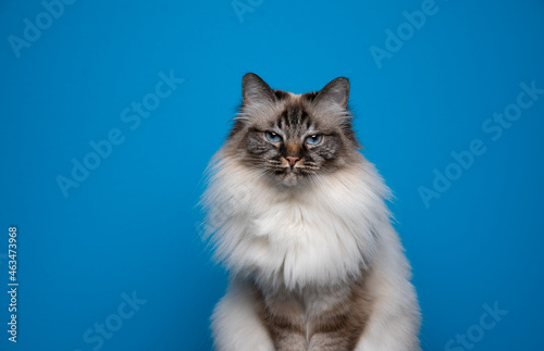 beautiful birman cat with blue eyes looking angrily on blue background with copy space