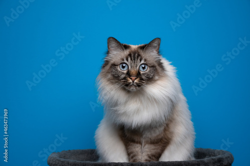 fluffy birman cat with blue eyes sitting on pet bed looking curiously on blue background with copy space