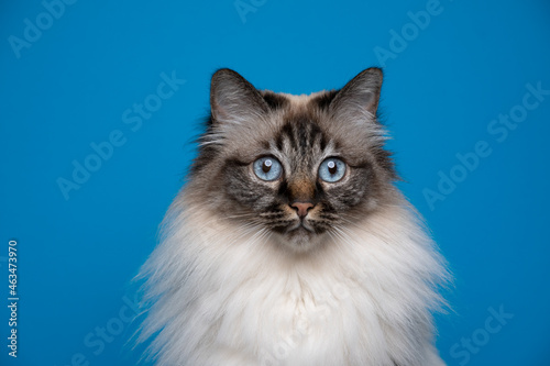 beautiful seal tabby point birman cat with blue eyes tone on tone portrait on blue background
