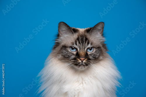 displeased angry looking seal tabby point birman cat tone on tone portrait on blue background with copy space