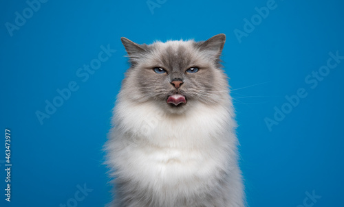 fluffy blue eyed birman cat sticking out tongue making funny face on blue background with copy space