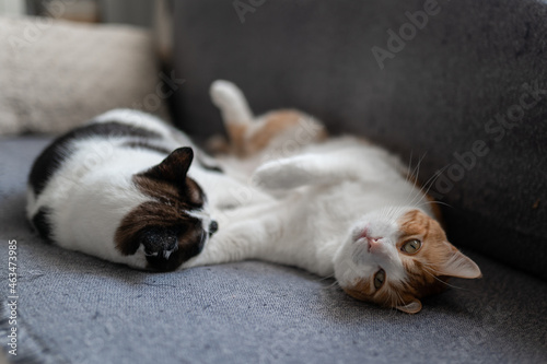 two domestic cats sleep together on a gray sofa 