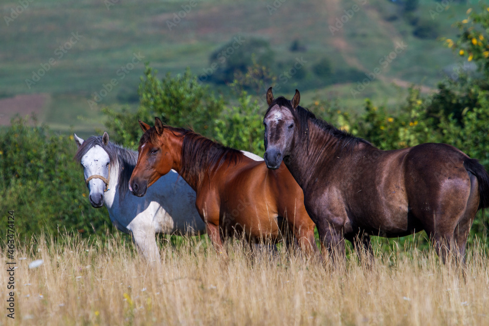 Fototapeta premium Horses in the pasture