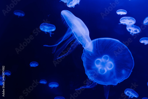 Jellyfish on a blue background from Aquarium in Prague.