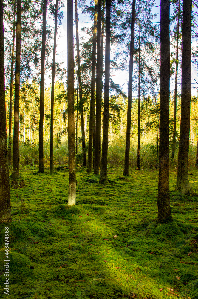 Obraz premium Autumn beautiful forest at sunset. Trees and moss