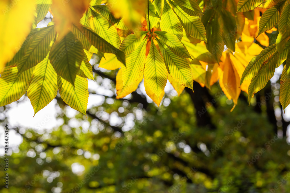 Abstract autumn background. Yellow buckeye tree. Vibrant orange and yellow leaves close up. Tree branches with bright foliage on a blurred background Abstract autumn background. Yellow buckeye tree. Vibrant orange and yellow leaves close up. Tree branches with bright foliage on a blurred background