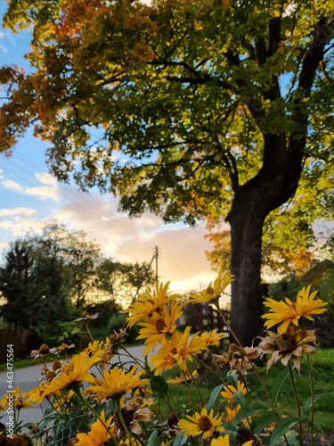 Autumn tree and flowers