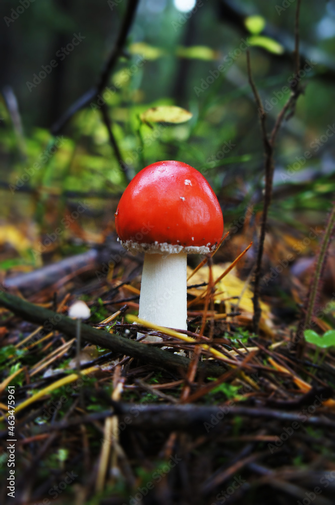 Beautiful autumn forest mushroom in the forest. Wild food and macro photography like in a fairy tale Beautiful autumn forest mushroom in the forest. Wild food and macro photography like in a fairy tale