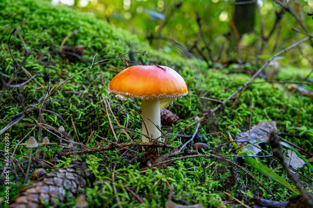 Beautiful autumn forest mushroom in the forest. Wild food and macro photography like in a fairy tale Beautiful autumn forest mushroom in the forest. Wild food and macro photography like in a fairy tale