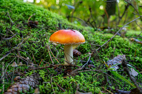 Beautiful autumn forest mushroom in the forest. Wild food and macro photography like in a fairy tale