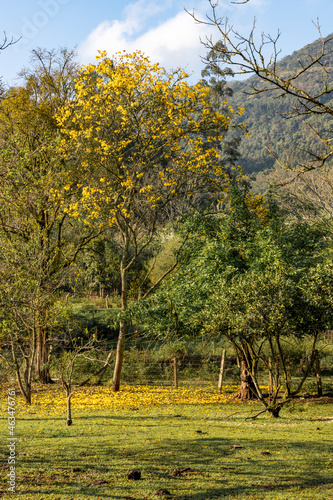 Yellow ype tree photo