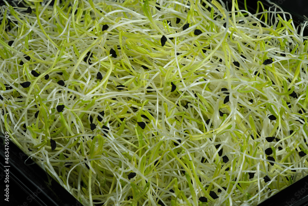 Fresh raw organic Leek seed sprouts as background.