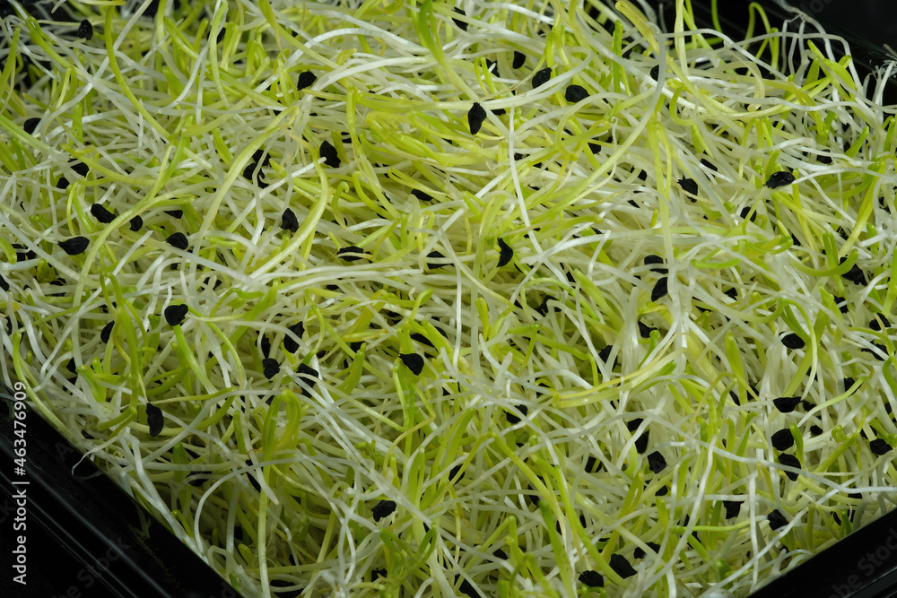 Fresh raw organic Leek seed sprouts as background.