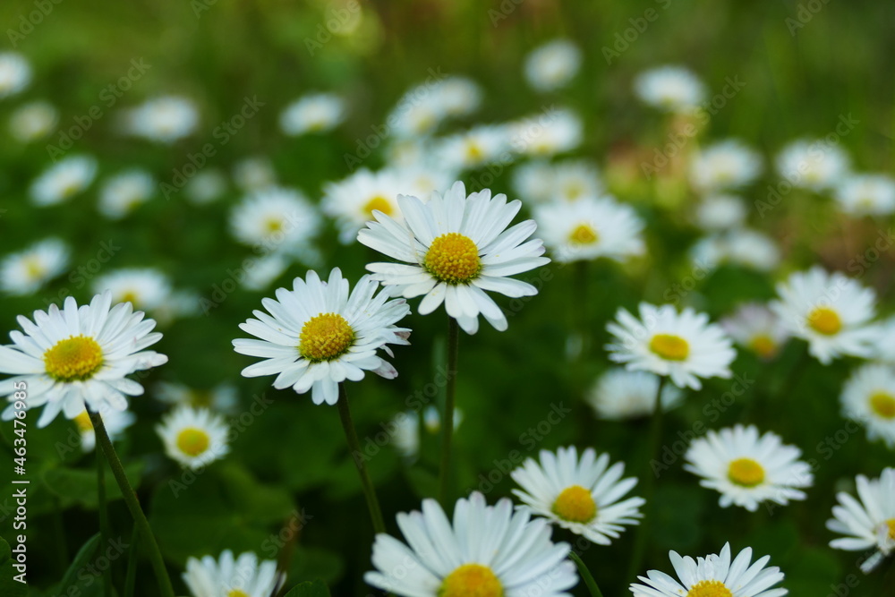 Obraz premium daisies in a field