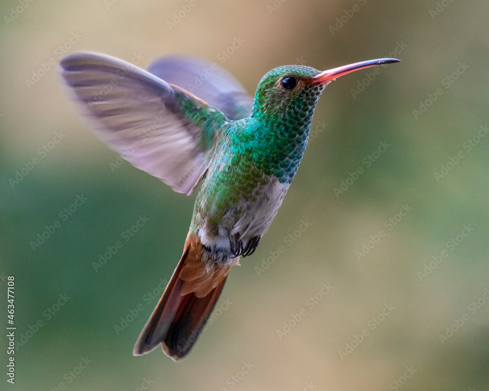 Fototapeta premium hummingbird in flight