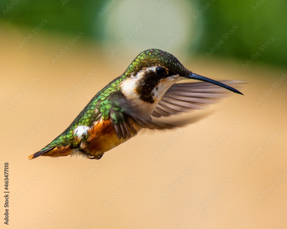 Fototapeta premium hummingbird in flight