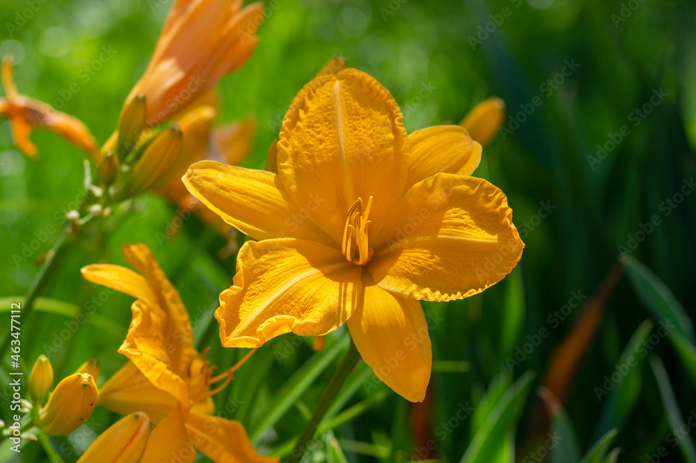 Hemerocallis Darwin plants longfields serenade bright white orange big flowers in bloom, ornamental beautiful plants in bloom Hemerocallis Darwin plants longfields serenade bright white orange big flowers in bloom, ornamental beautiful plants in bloom