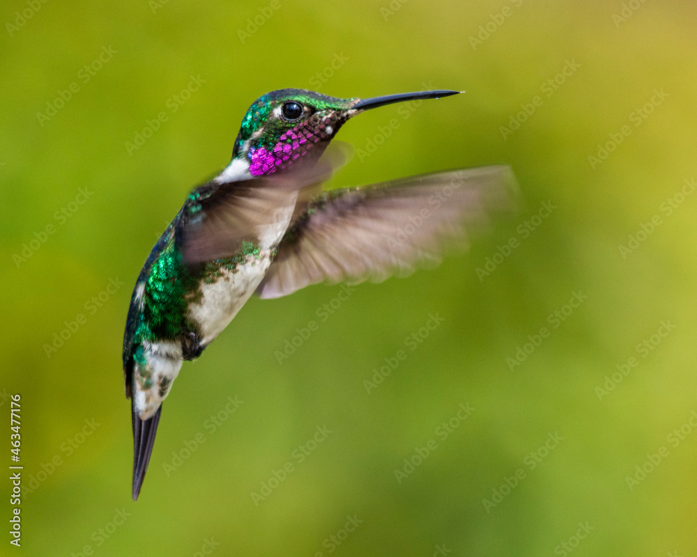 Fototapeta premium hummingbird in flight