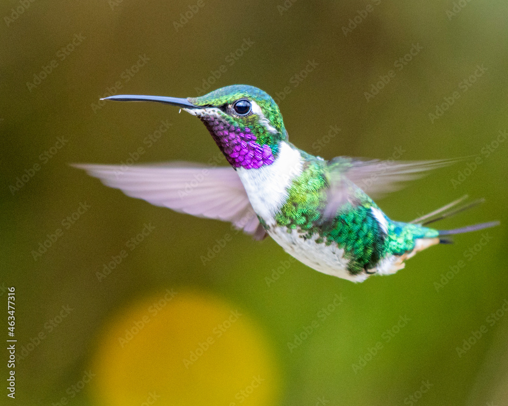 Obraz premium hummingbird in flight