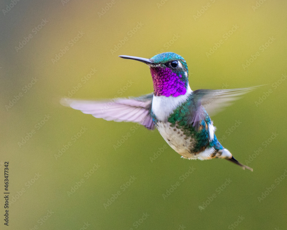 hummingbird in flight