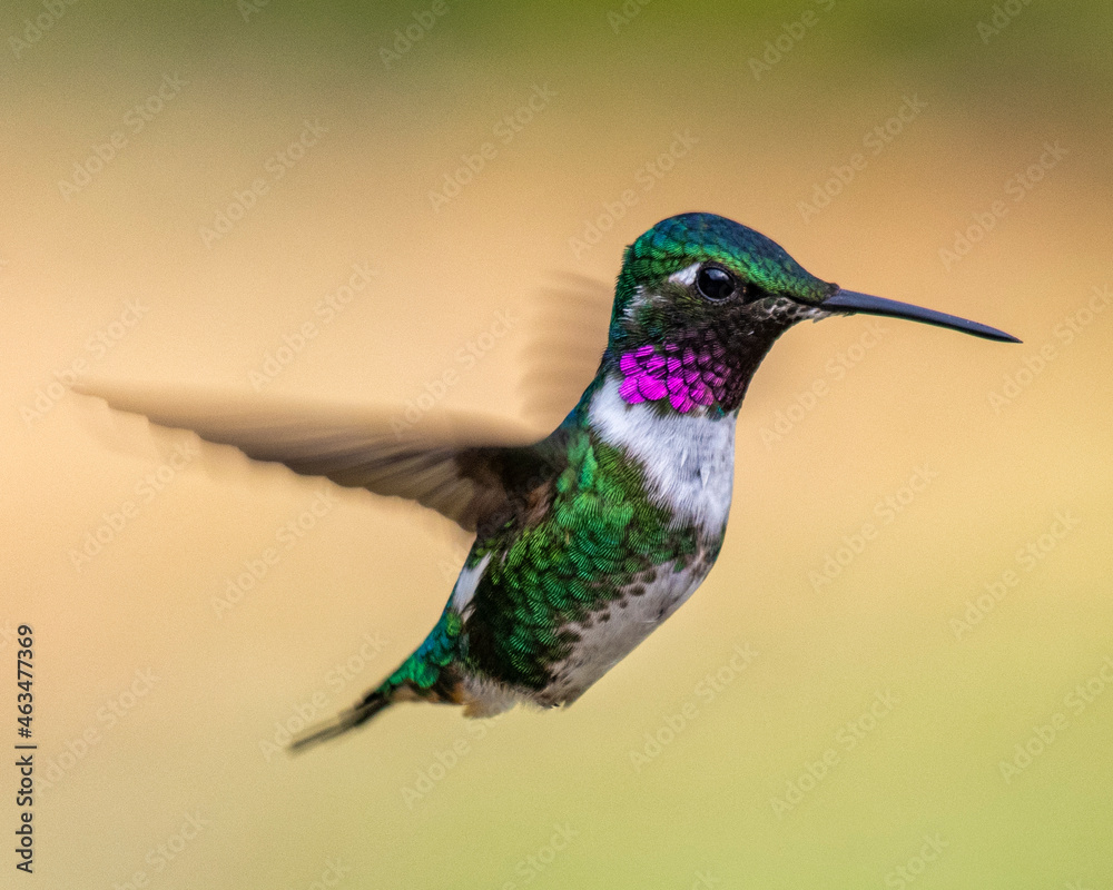 Fototapeta premium hummingbird in flight