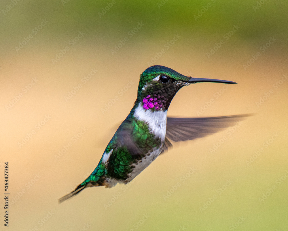 Fototapeta premium hummingbird in flight