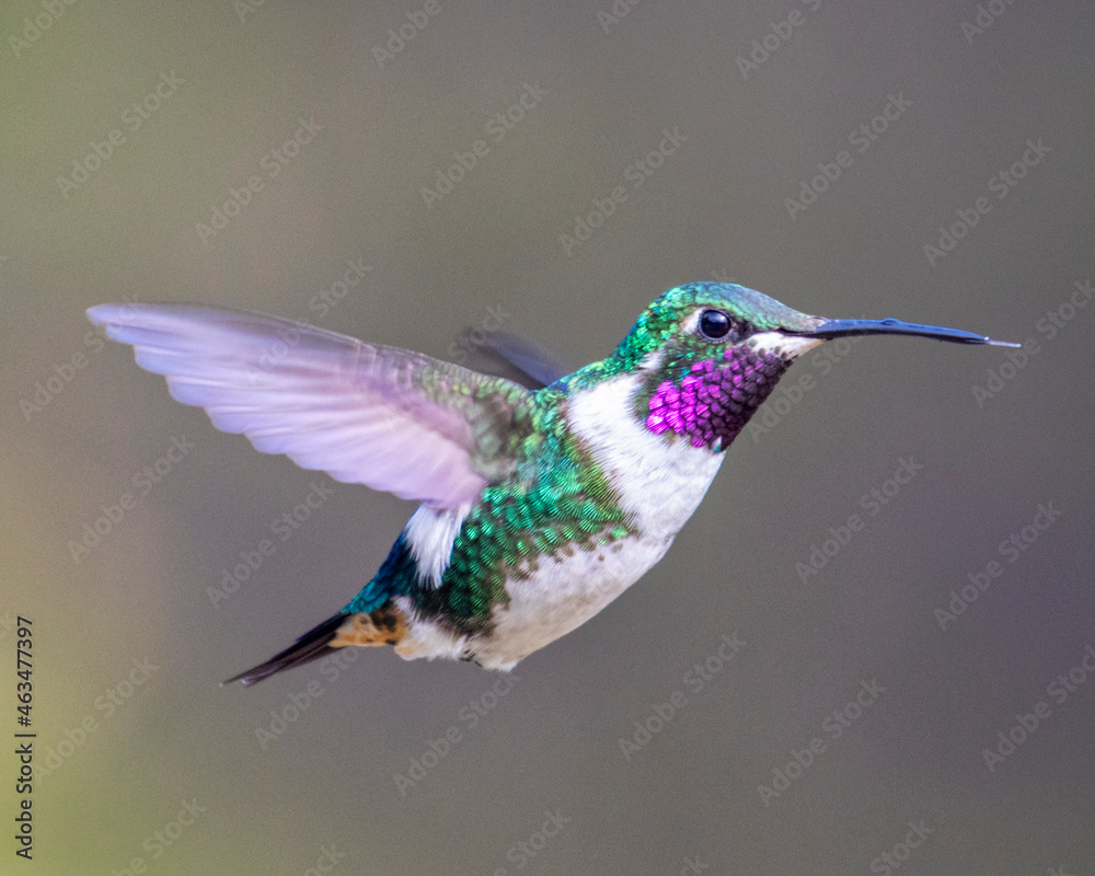 Fototapeta premium hummingbird in flight