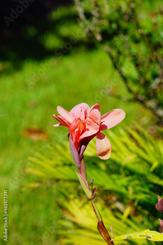 Canna Lily plant and green leaf